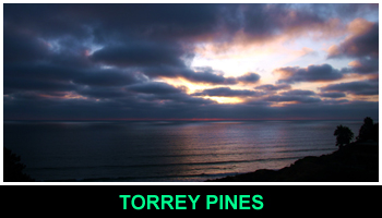 TORREY PINES